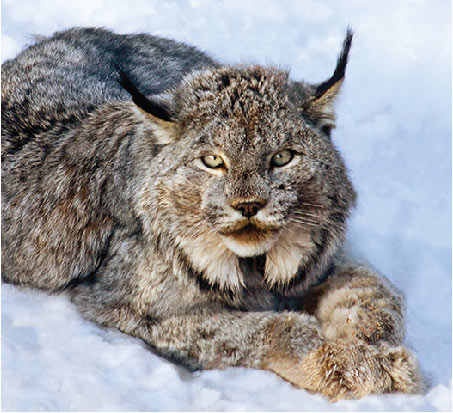 CanadianLynx EdKnight